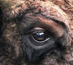 Image result for eye
