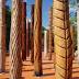 Aboriginal artist Warwick Keen revives lost practice of carved trees