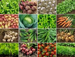 Image result for organic vegetables