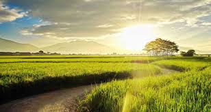 Hasil gambar untuk pagi