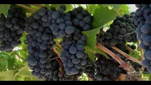 Image result for munthiri