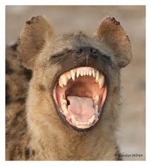 Image result for hyena images