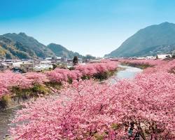 河津川沿いの桜並木の画像