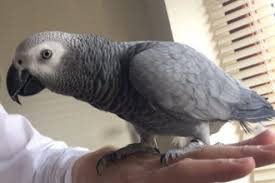 Image result for african grey parrot for sale