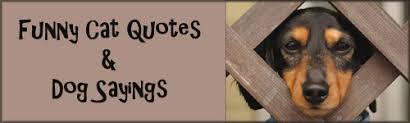 Cute Pet Sayings And Quotes. QuotesGram via Relatably.com