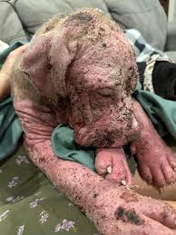 She needs HELP! : r/Pitbull