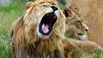Limpopo lion attack victim believed