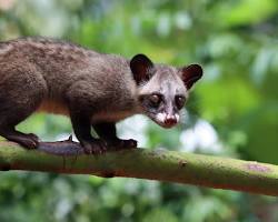 Zorilla