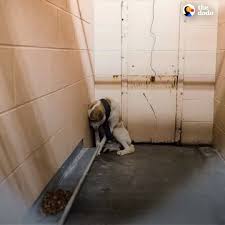 This neglected dog was so scared he sat with his head in the ...