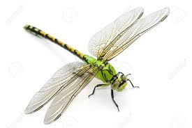 Image result for dragonfly