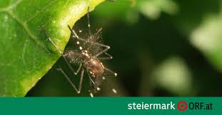 steiermark.ORF.at - News update