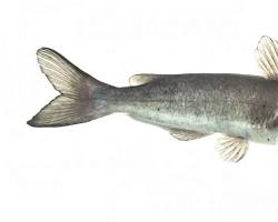 Image of Channel Catfish in the East River, New York