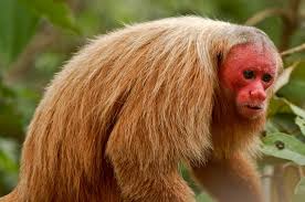 Image result for monkeys of the world