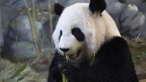 Hasil gambar untuk animal