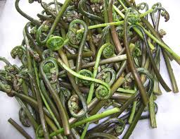 Картинки по запросу папоротник орляк