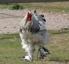 Image result for rooster