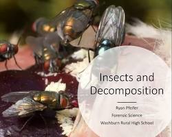 Image of Insect decomposition