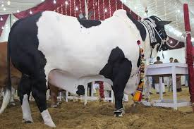 Image result for bakra eid 2015 pakistan