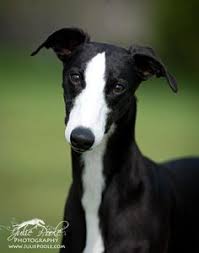 Resultado de imagem para whippet