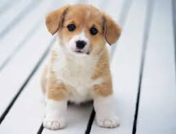 Resultado de imagen para MASCOTAS TIERNAS