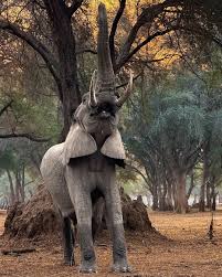 Nature | 🐘✨ When strength meets serenity in nature's embrace. Credits: @varun.aditya | Instagram