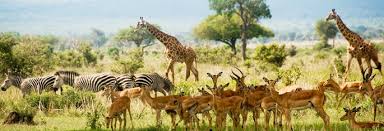 Image result for mikumi national park safari