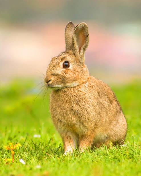 DNA Study Shines New Light on Rabbit Domestication | Sci.News