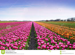 Image result for 鬱金香