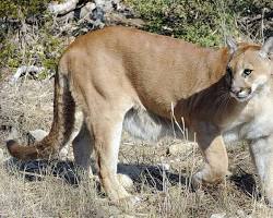 Image of Mountain Lion in Texas