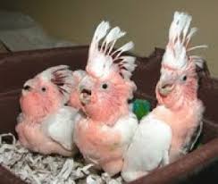Image result for baby macaw parrot for sale