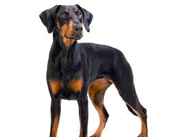 Immagine di Dobermann dog breed