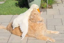 This Dog and Duck Became Unlikely Best Friends—Watch the Duo Play Together