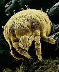 Image result for mites