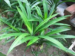 Image result for pandan