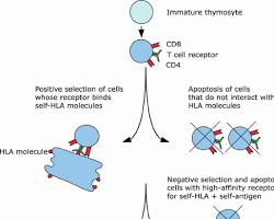 Thymic Selection