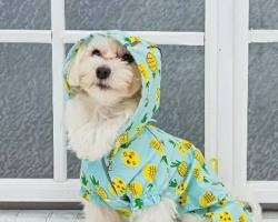 SOLGRA Dog Raincoatの画像