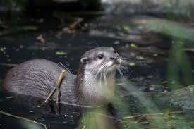 Resultado de imagem para aonyx cinerea wikipedia