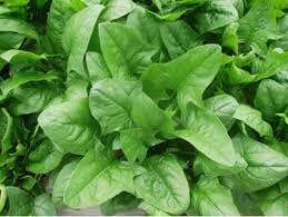 Image result for RAU MẦM CẢI XANH