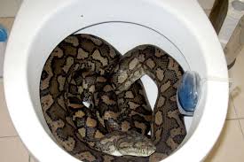 Image result for unusual toilets