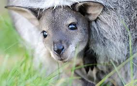 Resultado de imagem para animal canguru bebe