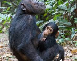 Image of Chimpanzees in Gombe Stream National Park, Tanzania
