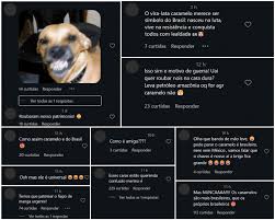 México reconhece 'cachorro caramelo' como raça mexicana e provoca reação de brasileiros nas redes sociais