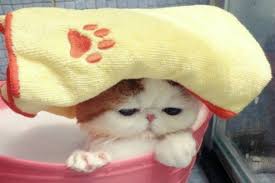 Image result for cara memandikan kucing