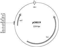 Image of pORI19 plasmid map