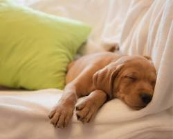 puppy sleeping in a bedの画像