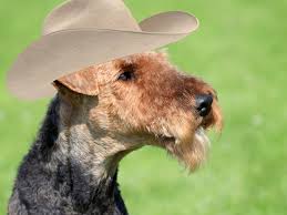 R�sultat de recherche d'images pour "airedale terrier"