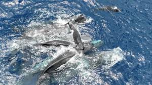 Scientists Filmed a Whale Birth. The Surprise: Mom Had Many Helpers.
