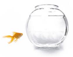 Image result for fish out of water
