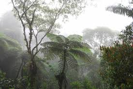 Resultado de imagen para bosque nublados