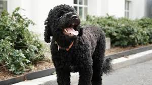 Obamas' 'fiery and gorgeous' dog Sunny dies at 13
